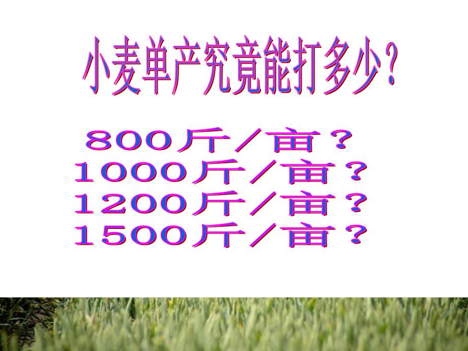 小麦施肥规律郭利娜.ppt_第2页