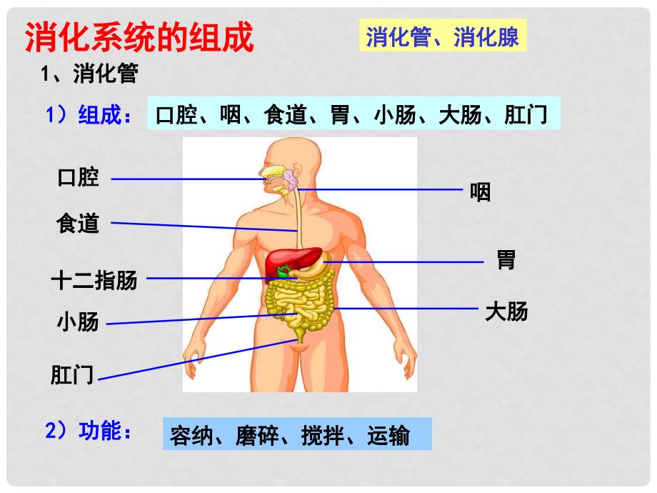 七年级生物下册 第2单元 第1章 第2节 食物的消化食物在肠胃中的消化课件 （新版）冀教版_第2页