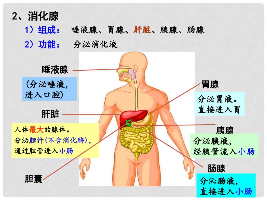 七年级生物下册 第2单元 第1章 第2节 食物的消化食物在肠胃中的消化课件 （新版）冀教版_第3页