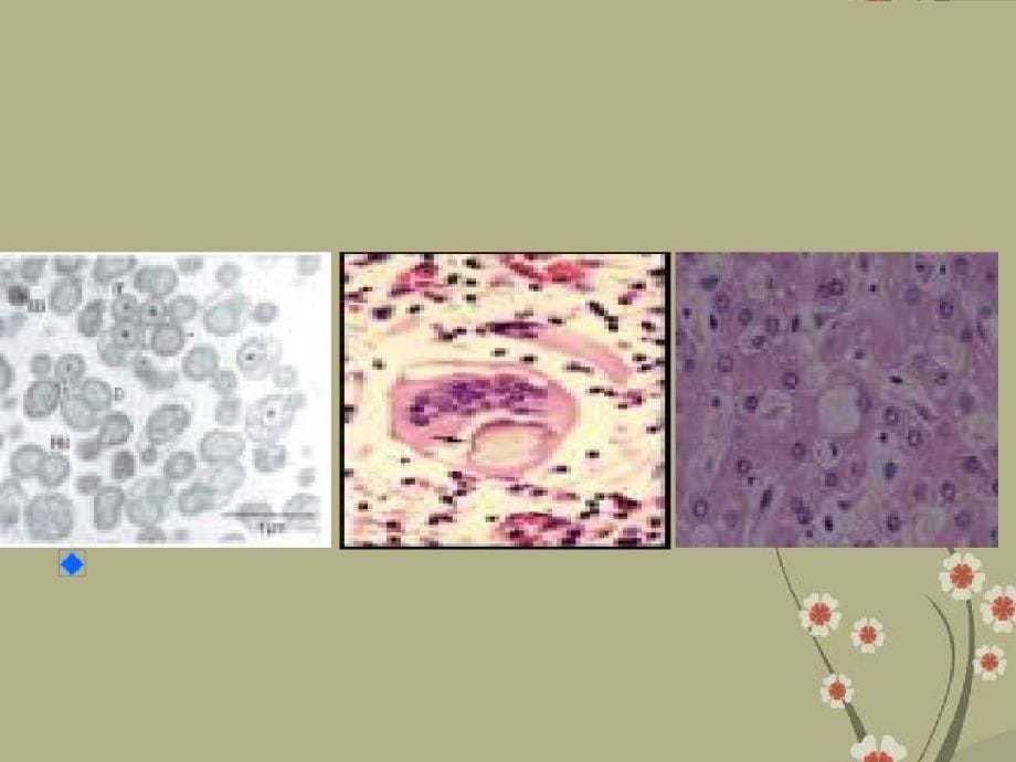 六年级科学上册第一单元1病毒课件5青岛版_第5页