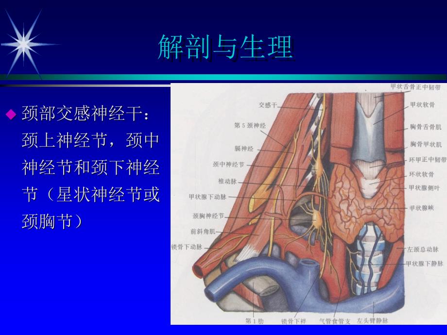 星状神经节阻滞课件_第3页