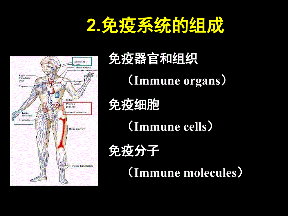 疫器官的结构和功能jg_第4页