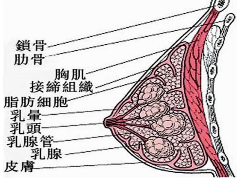 最新：女性保养胸和卵巢文档资料_第2页