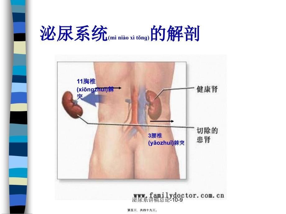 泌尿系讲稿总论-10-9课件_第5页