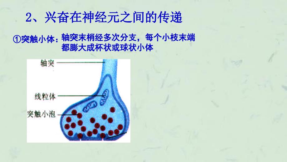 兴奋在细胞间的传递图文并茂课件_第2页