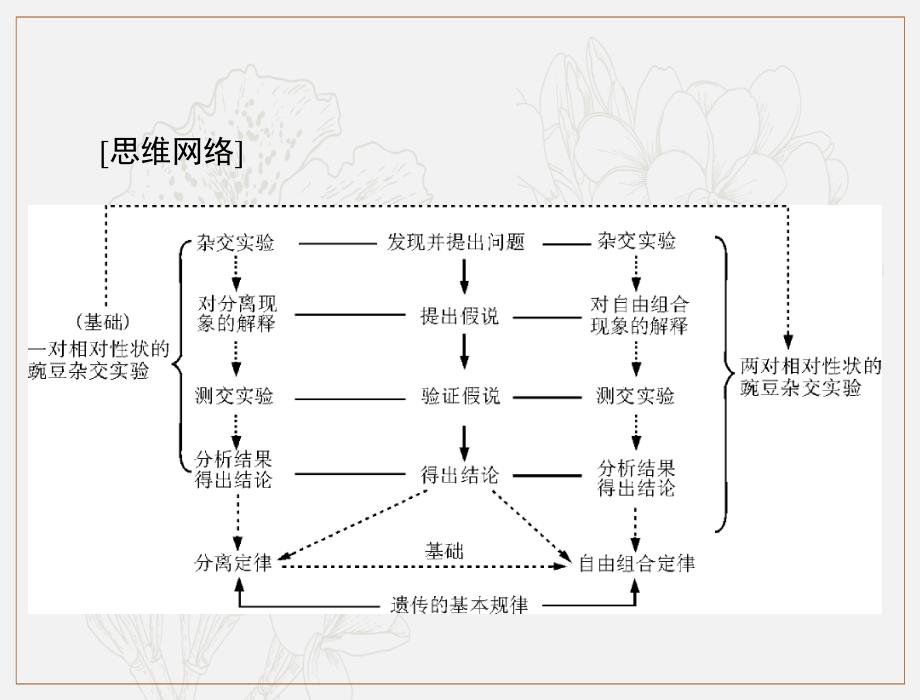 高考生物一轮复习课件：必修2 第1章 第1节 孟德尔的豌豆杂交实验一_第3页