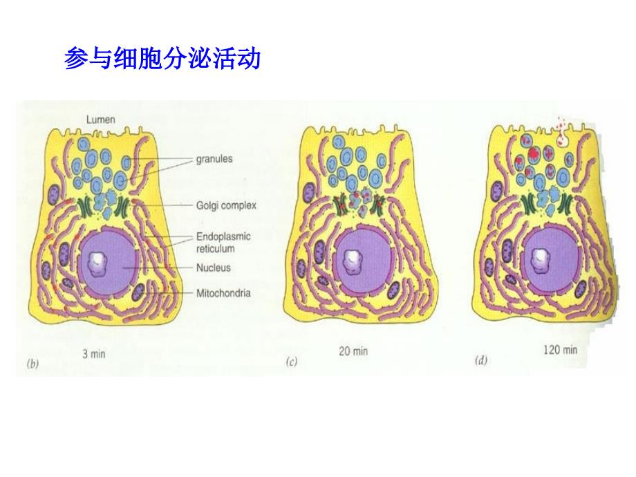 细胞质基质2文档资料_第4页