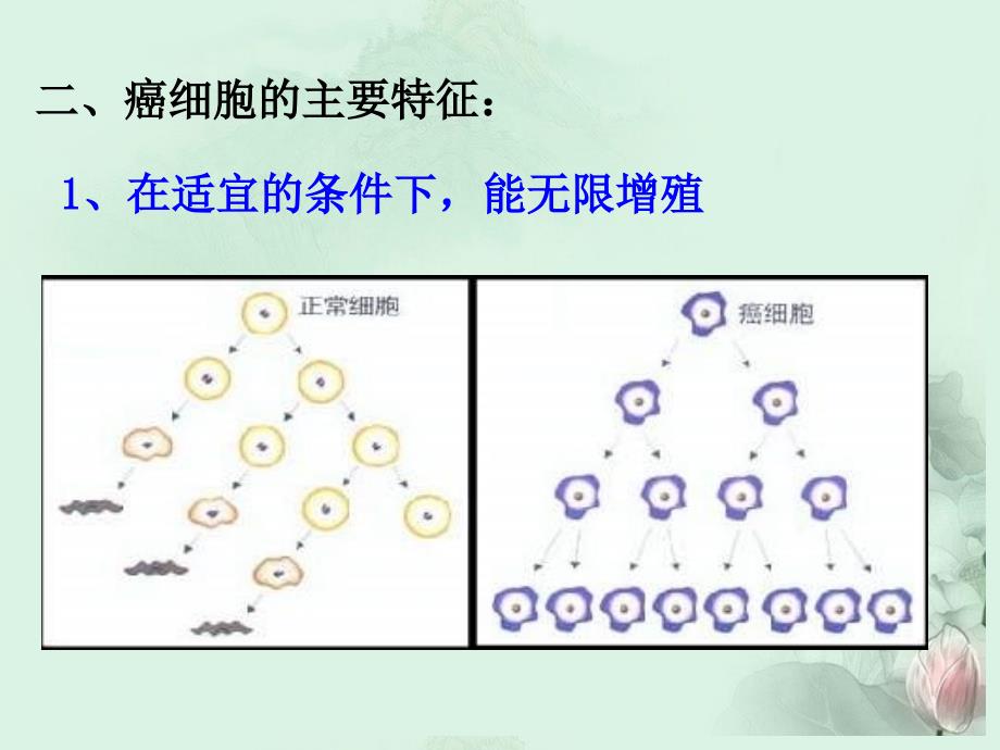 癌细胞的主要特征.ppt_第4页