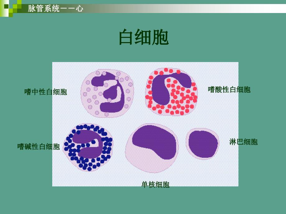 学前儿童卫生保健血液循环系统ppt课件_第4页