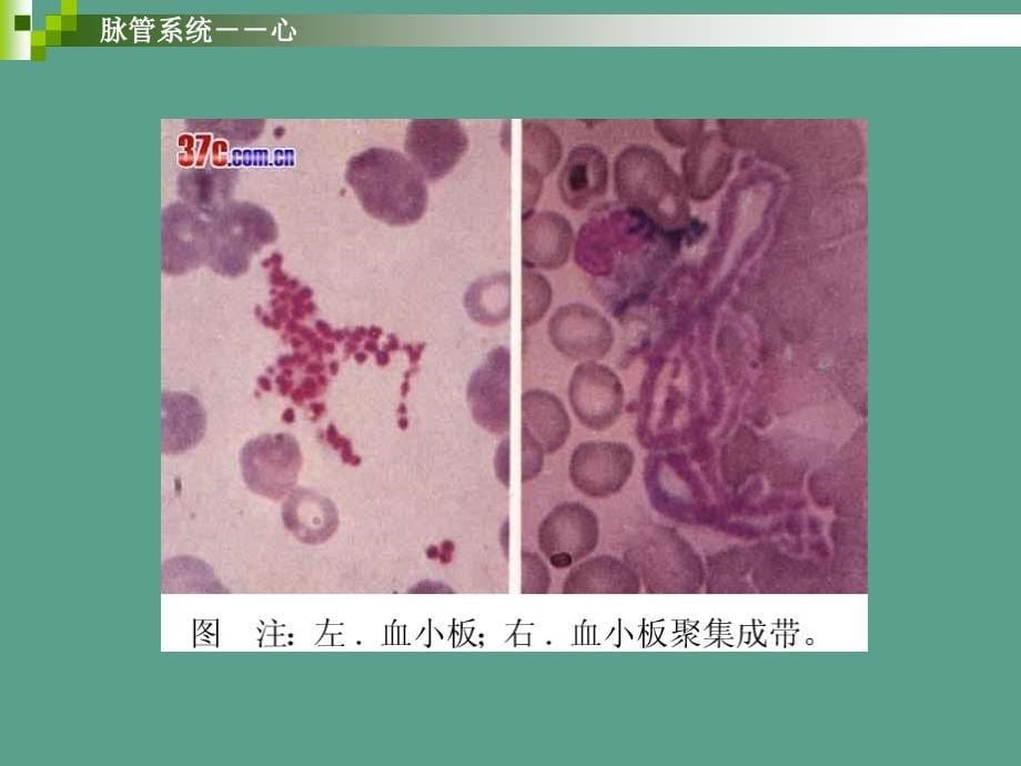 学前儿童卫生保健血液循环系统ppt课件_第5页