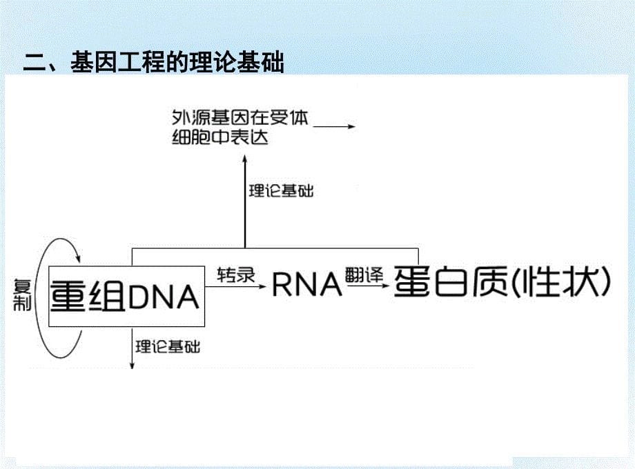 广东省汕头市2022-2023学年高中生物 第一章 基因工程 1.1 DNA重组技术的基本工具课件 新人教版选修3_第5页