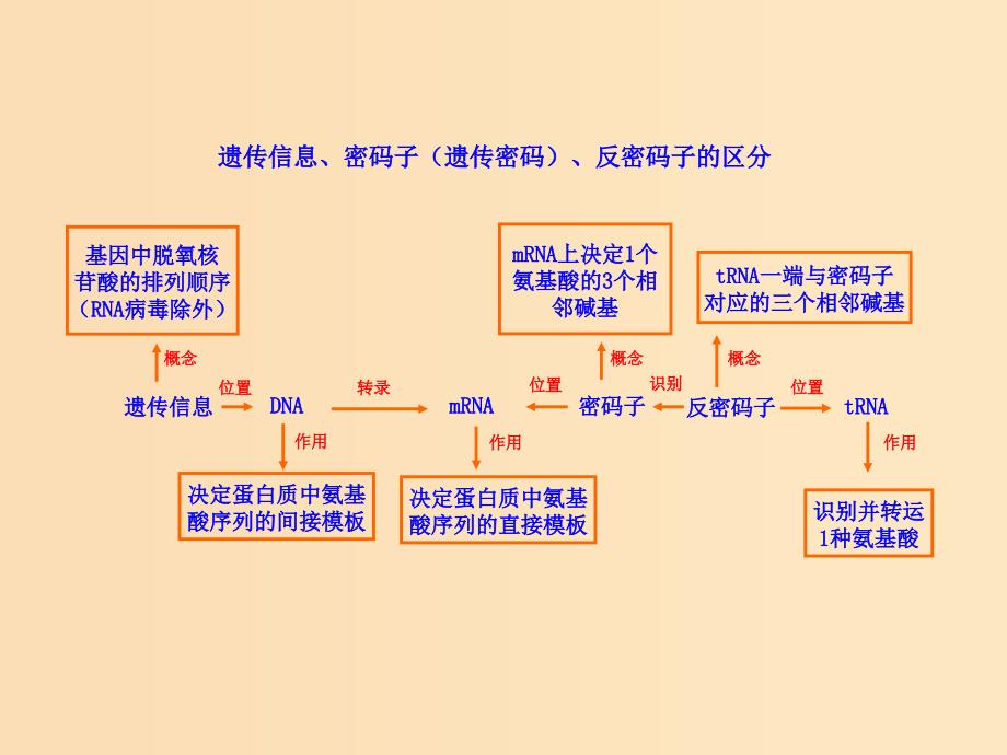 2018-2019学年高中生物 4.1 基因指导蛋白质的合成（知识框架）遗传信息、密码子（遗传密码）、反密码子的区分素材 新人教版必修2.ppt_第1页