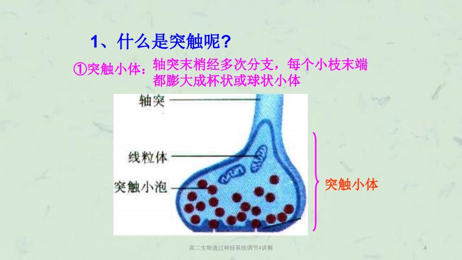 高二生物通过神经系统调节4讲解课件_第4页