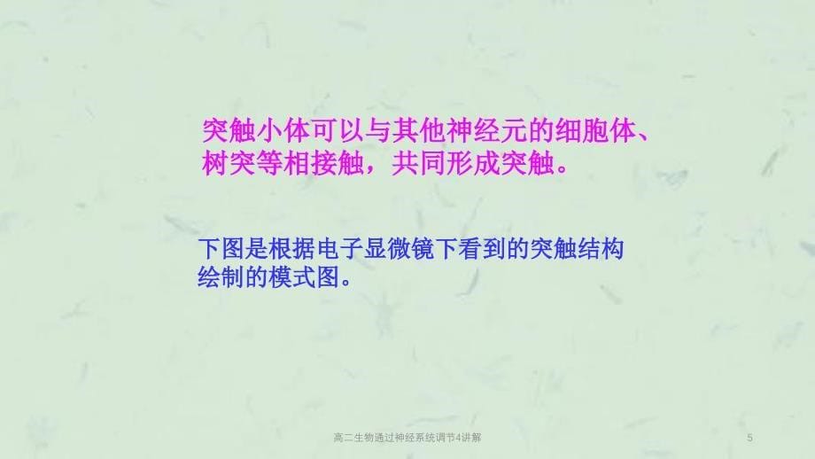 高二生物通过神经系统调节4讲解课件_第5页