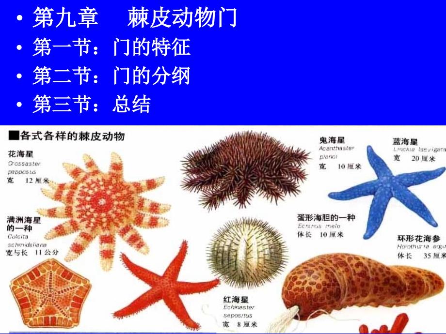 《修改棘皮》PPT课件.ppt_第1页
