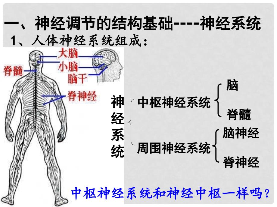 高中生物 第二章 动物和人体生命活动的调节 2.1 通过神经系统的调节课件2 新人教版必修3_第2页