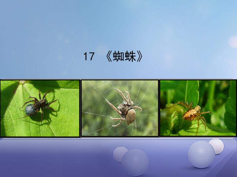 （2022年秋季版）七年级语文下册 第四单元 14 蜘蛛课件2 语文版_第1页