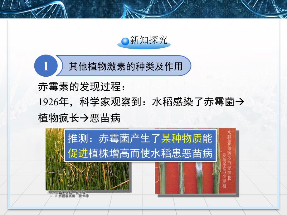 人教版高中生物必修三3.3其他植物激素课件_第4页