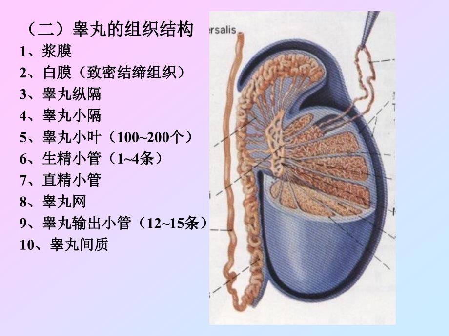 第七章生殖系统_第4页