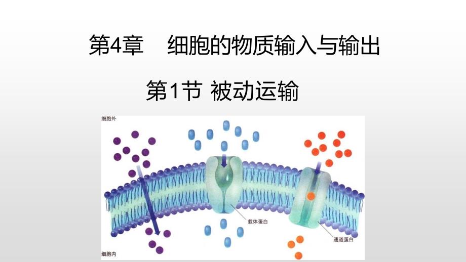 【公开课】被动运输+课件+高一上学期生物人教版必修1_第1页