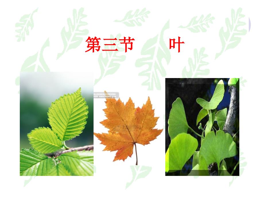 植物学教学资料第三节叶_第1页
