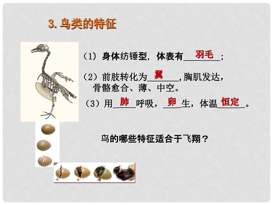 浙江省杭州市西湖区双浦镇七年级科学上册 2.4 常见的动物（2）课件 （新版）浙教版_第3页