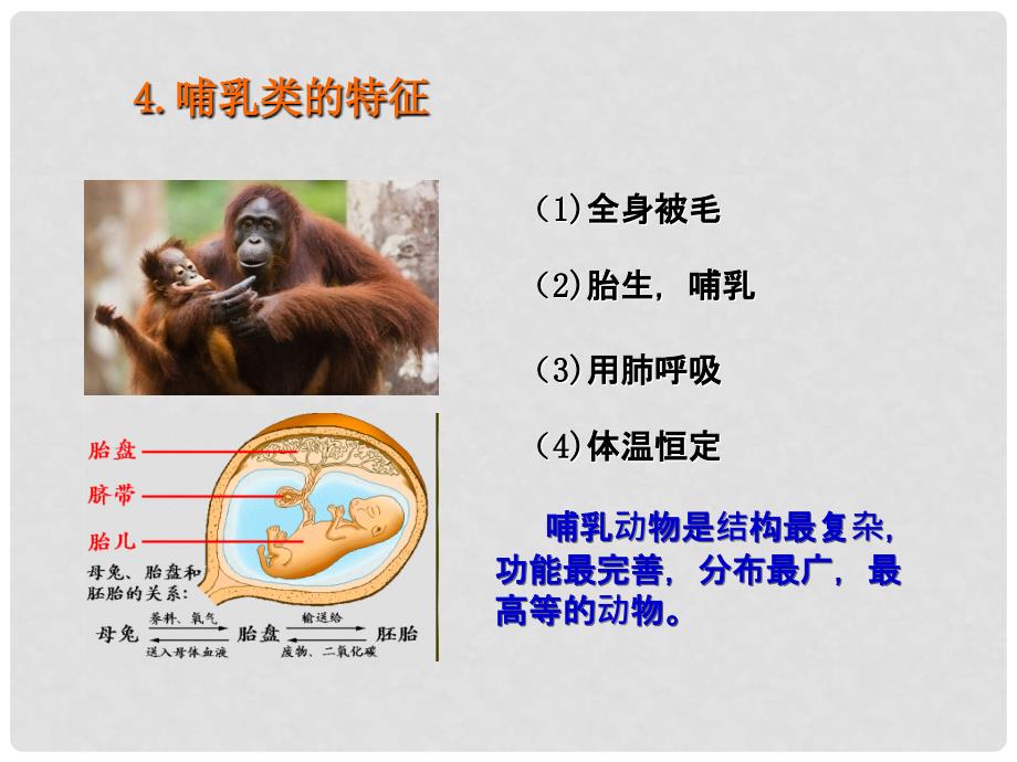 浙江省杭州市西湖区双浦镇七年级科学上册 2.4 常见的动物（2）课件 （新版）浙教版_第4页