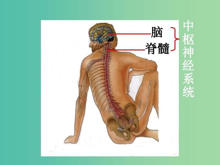 高中生物 第二章 第一节 通过神经系统的调节（一）课件 新人教版必修3.ppt_第5页