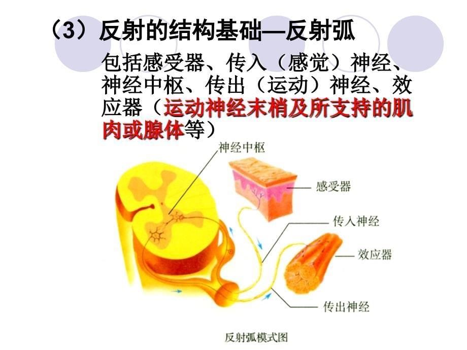 动物和人体生命活动的调节(自用).ppt_第5页