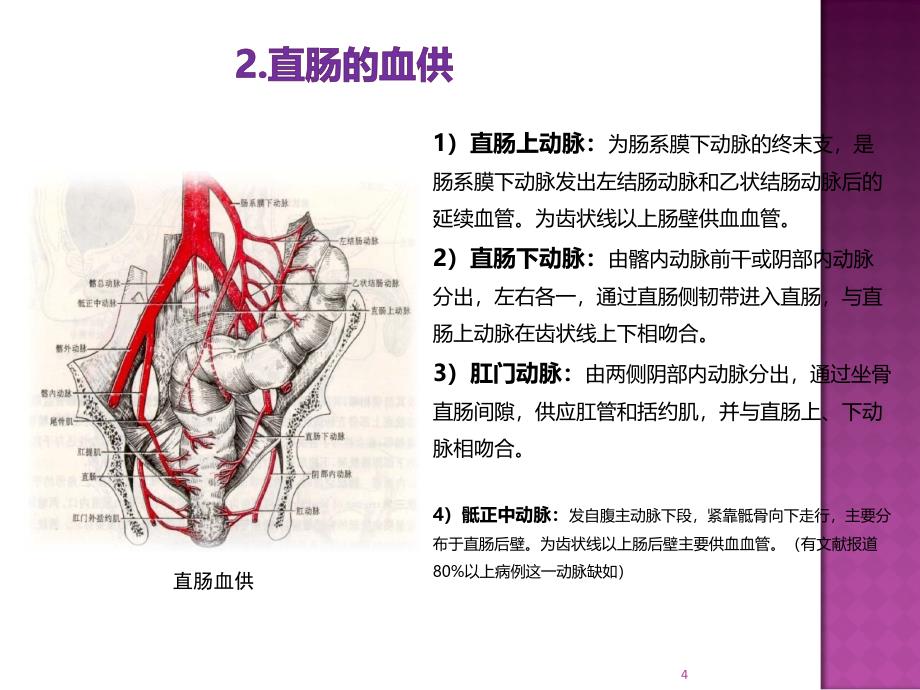 直肠相关解剖学基础及直肠癌常用术式ppt课件_第4页