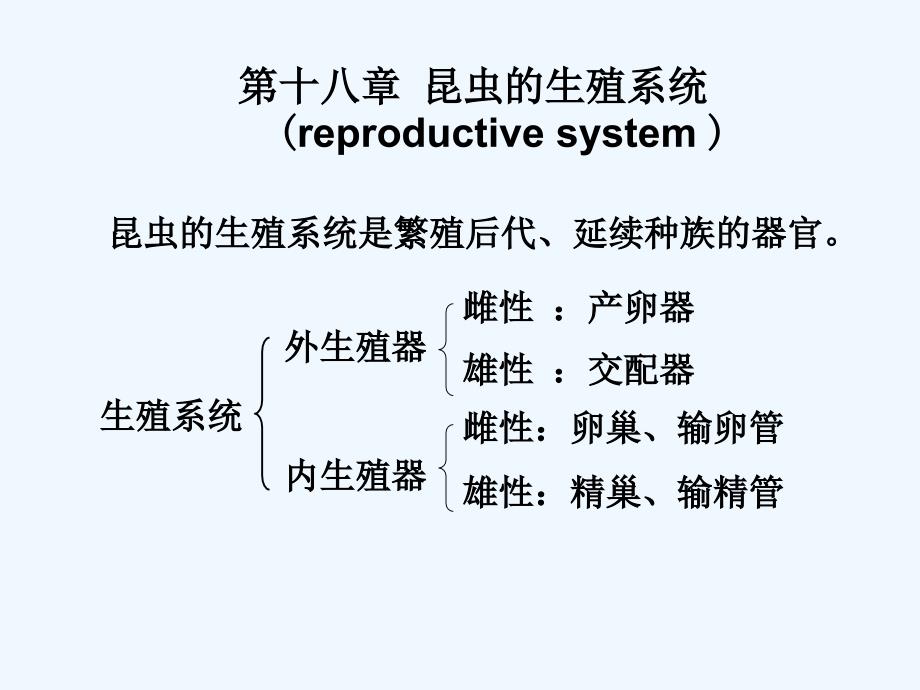 昆虫的生殖系统_第1页