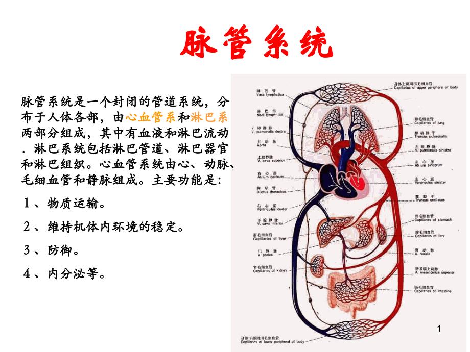 脉管系统课件_第1页