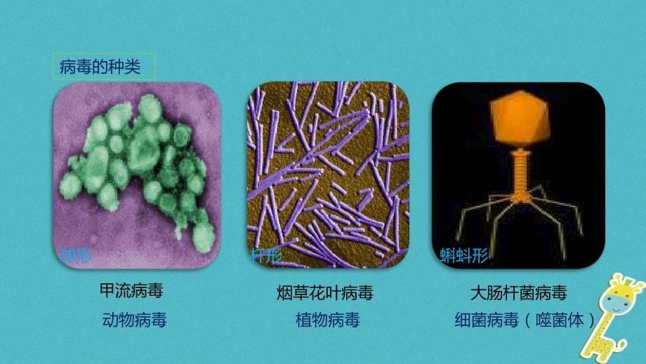 2023中考生物一轮复习 病毒课件_第5页