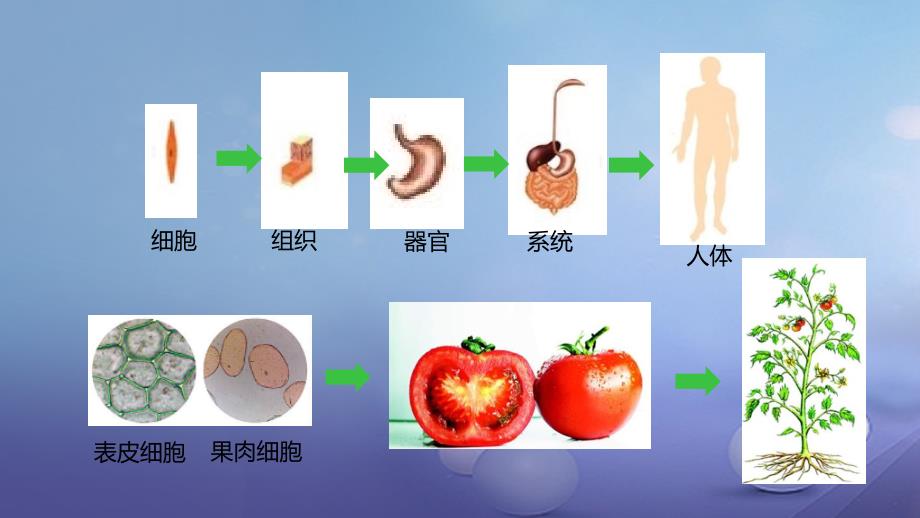 2023-2023学年七年级生物上册 2.2.3 植物体的结构层次课件 （新版）新人教版_第3页