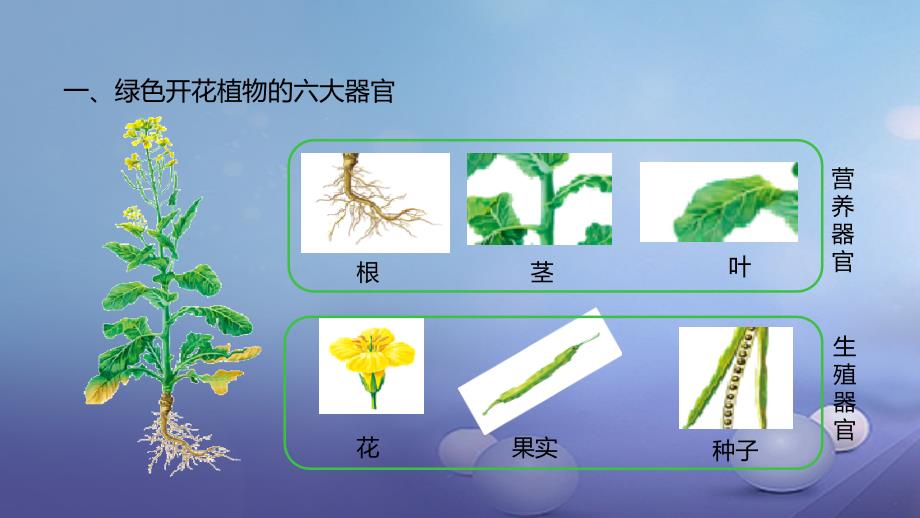 2023-2023学年七年级生物上册 2.2.3 植物体的结构层次课件 （新版）新人教版_第4页