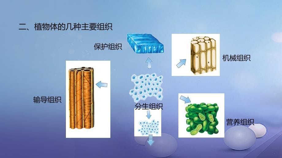 2023-2023学年七年级生物上册 2.2.3 植物体的结构层次课件 （新版）新人教版_第5页