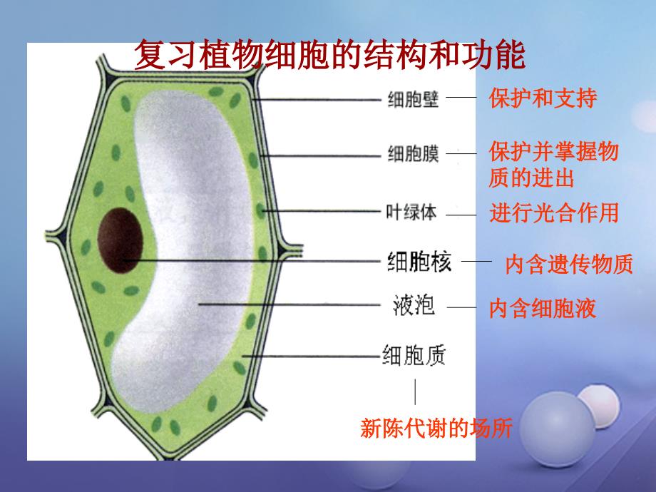 2023-2023学年七年级生物上册 第二单元 第一章 第三节 动物细胞教学课件 （新版）新人教版_第1页