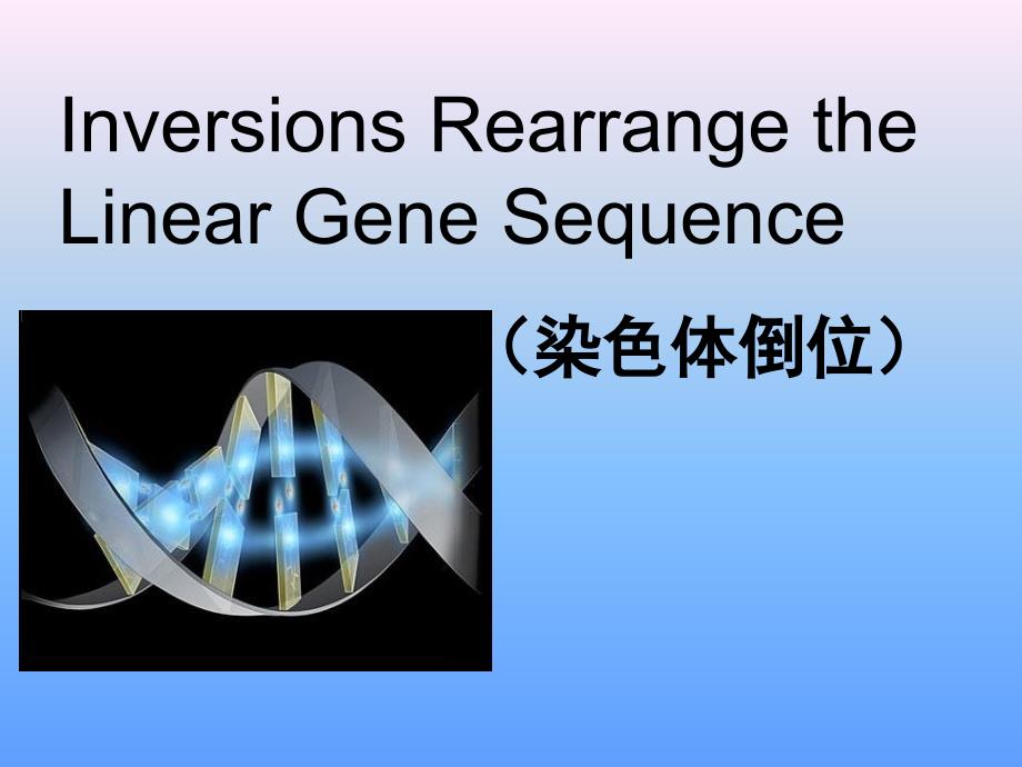 染色体倒位与倒位环.ppt_第1页