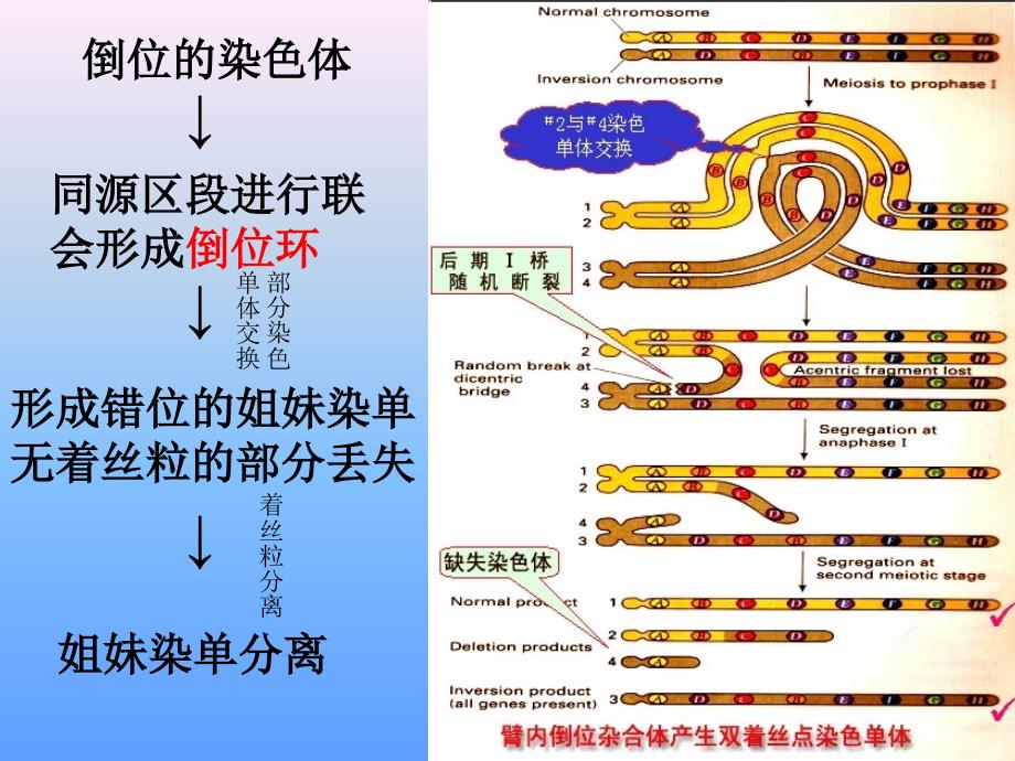 染色体倒位与倒位环.ppt_第4页