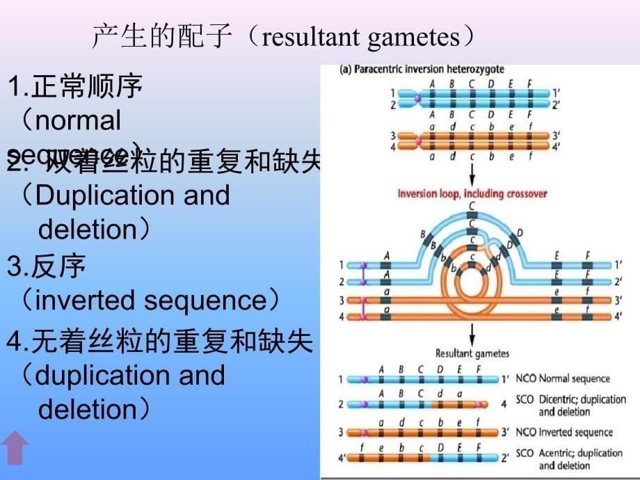 染色体倒位与倒位环.ppt_第5页