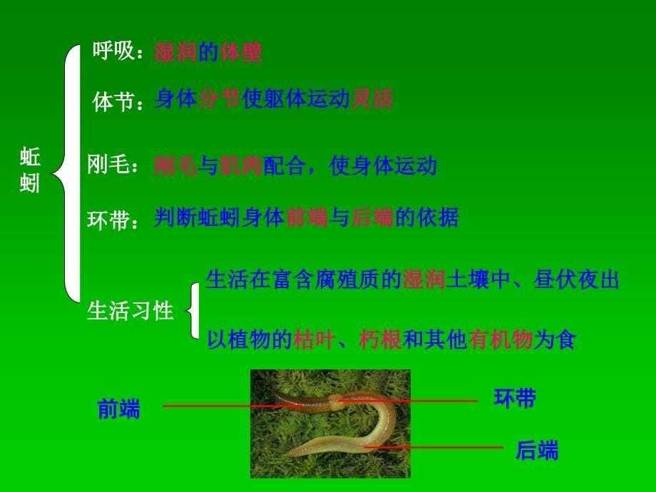 八年级上册生物期末复习课件_第5页