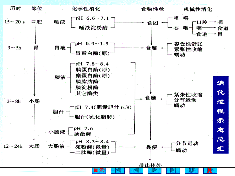 生理学消化与吸收_第4页