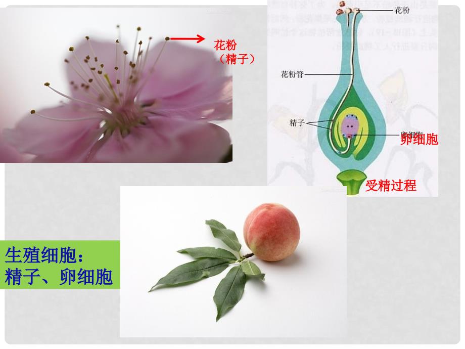 广东省台山市新宁中学七年级生物下册 人的生殖课件 新人教版_第4页