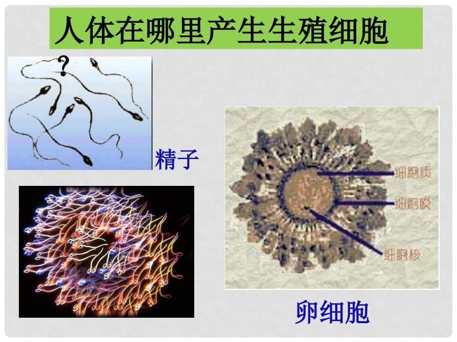 广东省台山市新宁中学七年级生物下册 人的生殖课件 新人教版_第5页