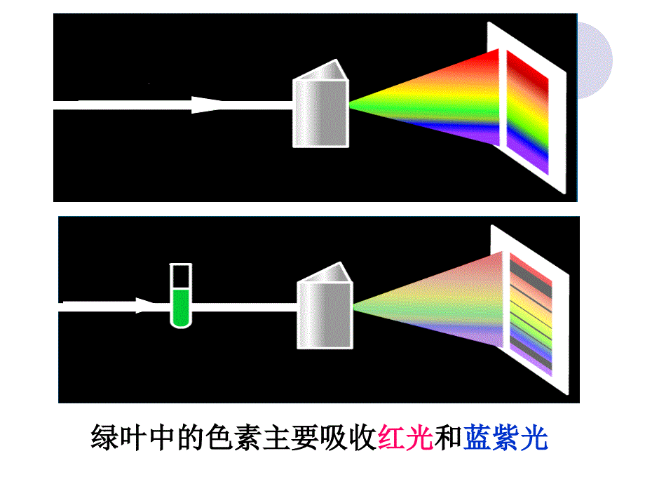 叶绿素提取实验_第3页