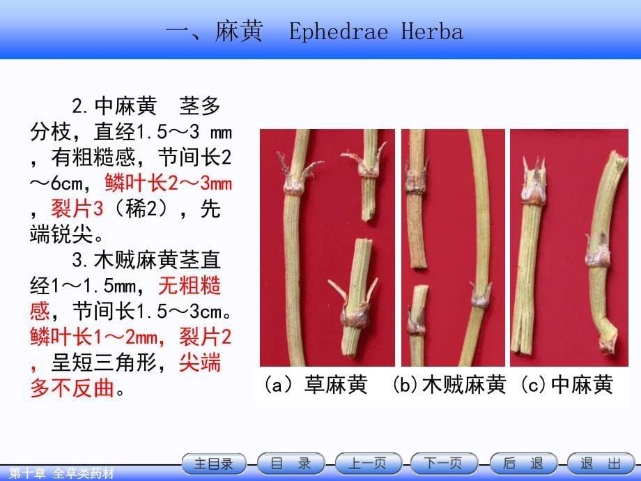 10.全草类药材_第5页