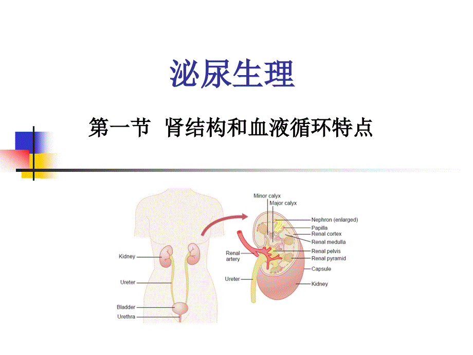 医学泌尿系统类课件：肾脏的排泄功能_第1页