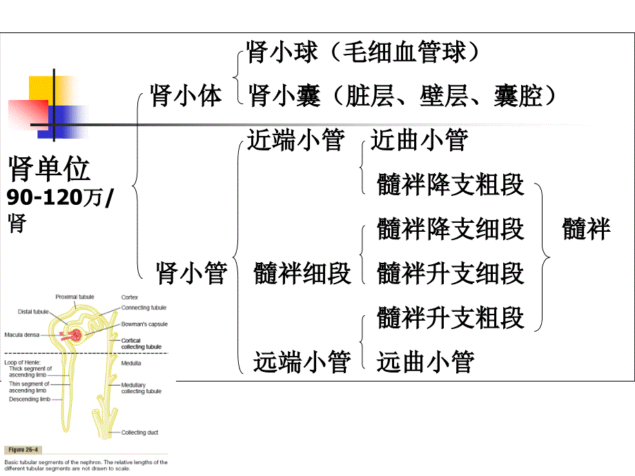 医学泌尿系统类课件：肾脏的排泄功能_第2页