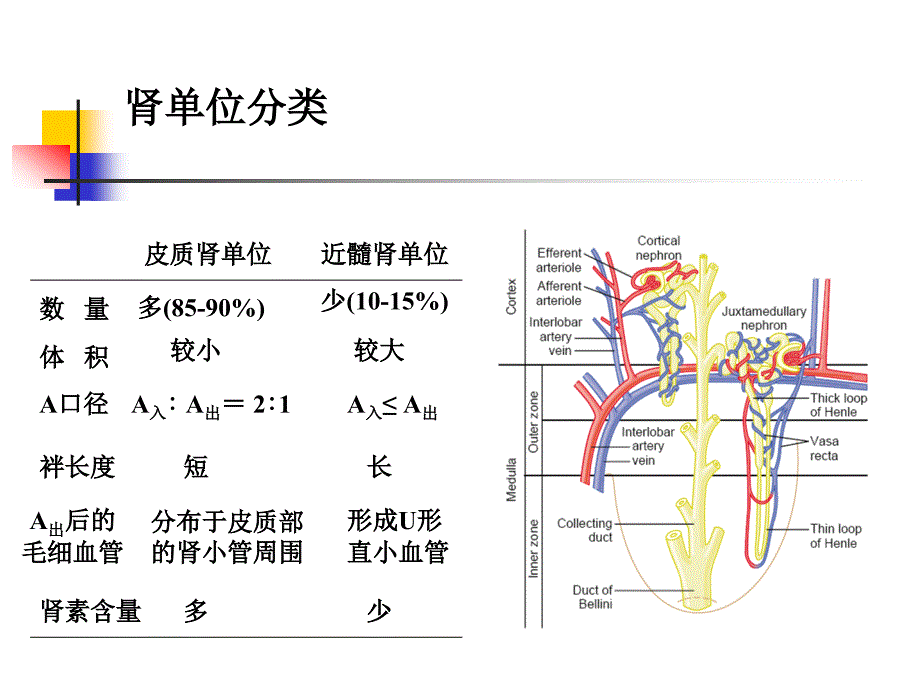 医学泌尿系统类课件：肾脏的排泄功能_第3页