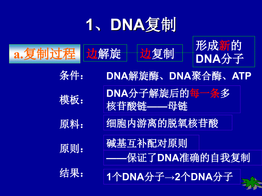 DNA的复制和蛋白质的合成.ppt_第4页